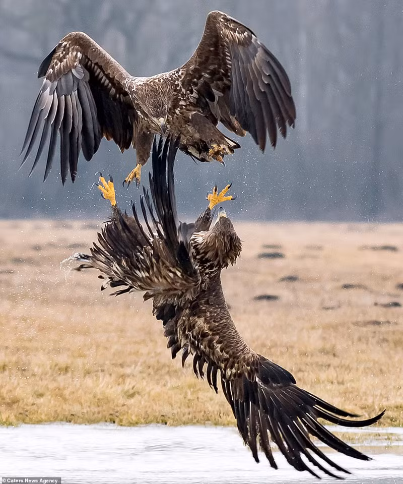 Đại bàng tung cước quyết chiến đồng loại để giành ngôi “bá chủ”