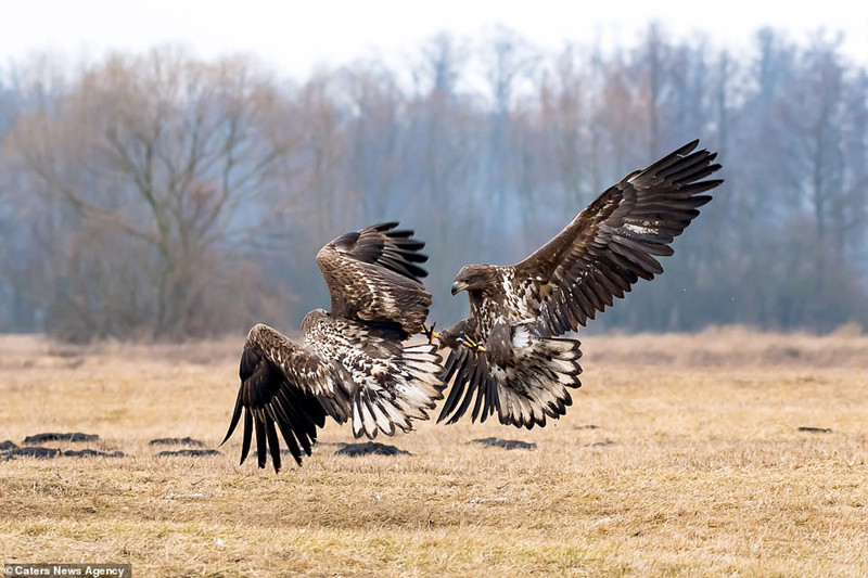 Đại bàng tung cước quyết chiến đồng loại để giành ngôi “bá chủ”