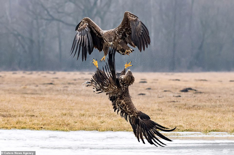 Đại bàng tung cước quyết chiến đồng loại để giành ngôi “bá chủ”