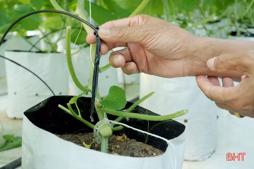 Mướt mắt vườn dưa lưới đạt chuẩn VietGAP đầu tiên ở Hà Tĩnh