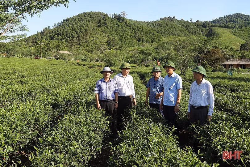 Tham gia OCOP phải đi từ chính năng lực sản xuất, chất lượng sản phẩm