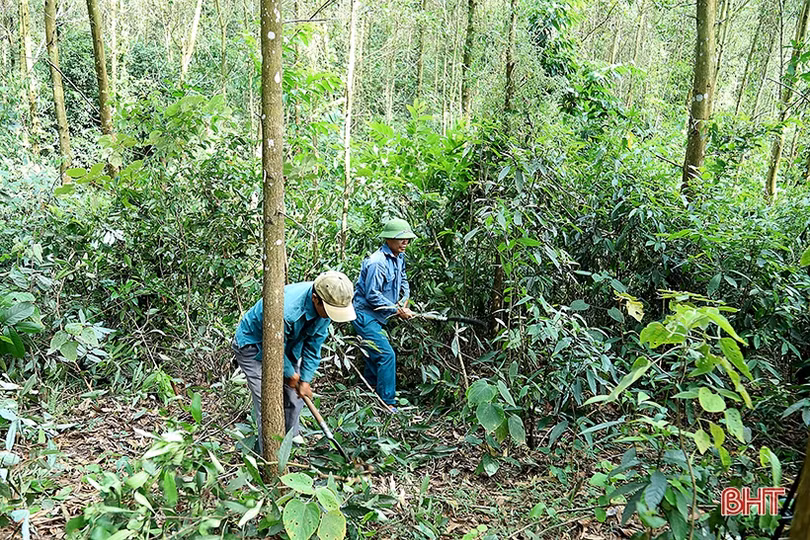 Huyện đầu tiên ở Hà Tĩnh phát triển rừng bền vững theo tiêu chuẩn FSC