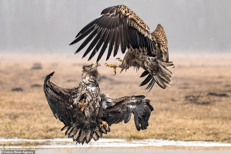Đại bàng tung cước quyết chiến đồng loại để giành ngôi “bá chủ”