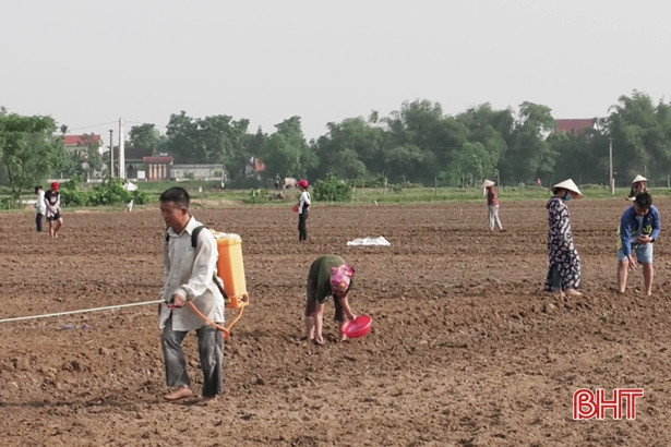 Cây trồng cạn hè thu khó gieo trỉa đúng tiến độ