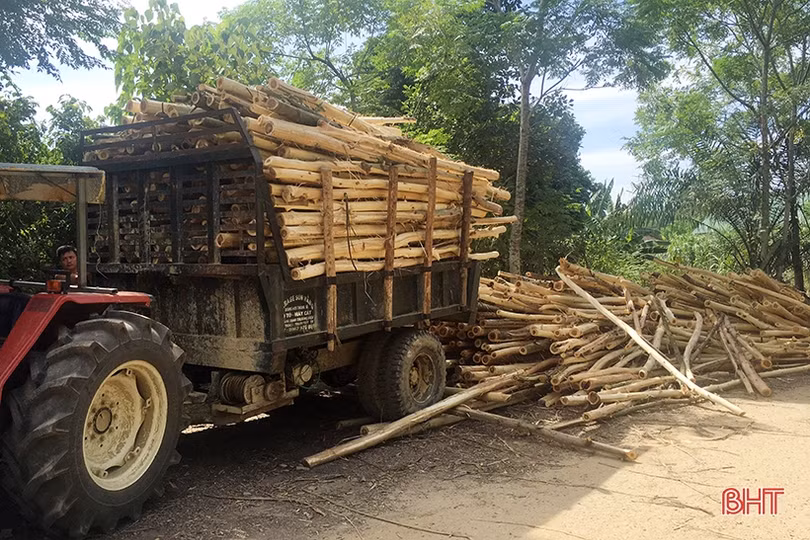 Huyện đầu tiên ở Hà Tĩnh phát triển rừng bền vững theo tiêu chuẩn FSC