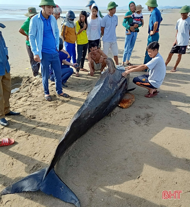 Cá voi nặng khoảng 1 tấn dạt vào bờ biển Nghi Xuân - Hà Tĩnh