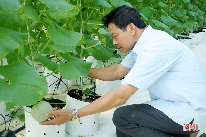 Mướt mắt vườn dưa lưới đạt chuẩn VietGAP đầu tiên ở Hà Tĩnh