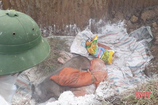 Thành phố Hà Tĩnh “dính” dịch tả lợn châu Phi