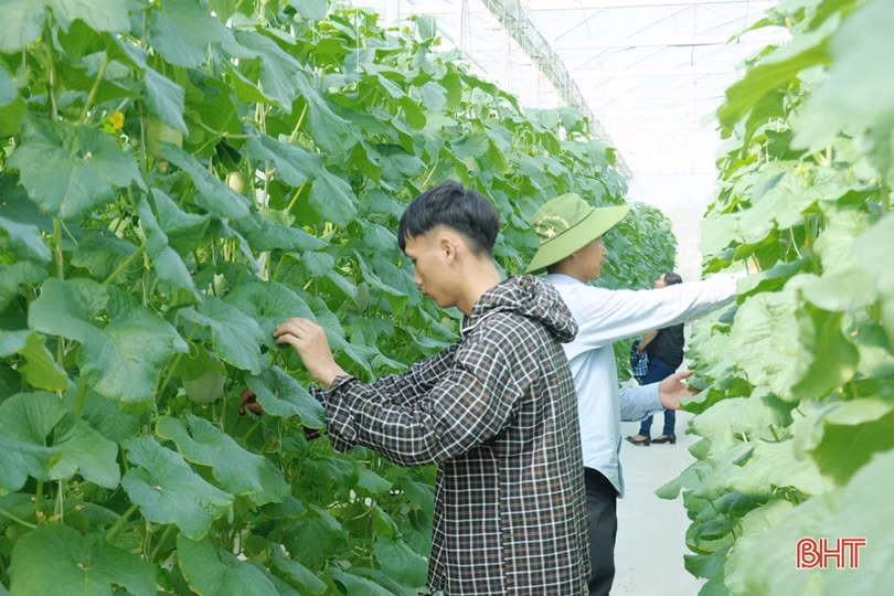 Mướt mắt vườn dưa lưới đạt chuẩn VietGAP đầu tiên ở Hà Tĩnh