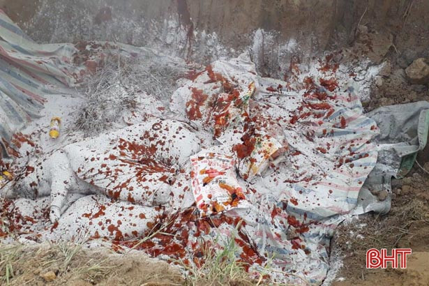 Thành phố Hà Tĩnh “dính” dịch tả lợn châu Phi