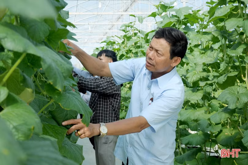 Mướt mắt vườn dưa lưới đạt chuẩn VietGAP đầu tiên ở Hà Tĩnh