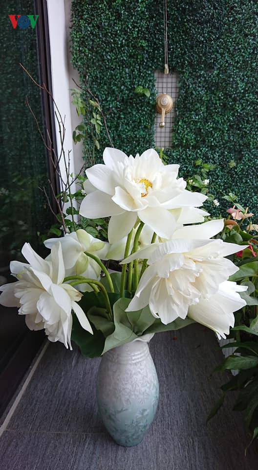 Học cách cắm hoa sen đơn giản mà tinh tế