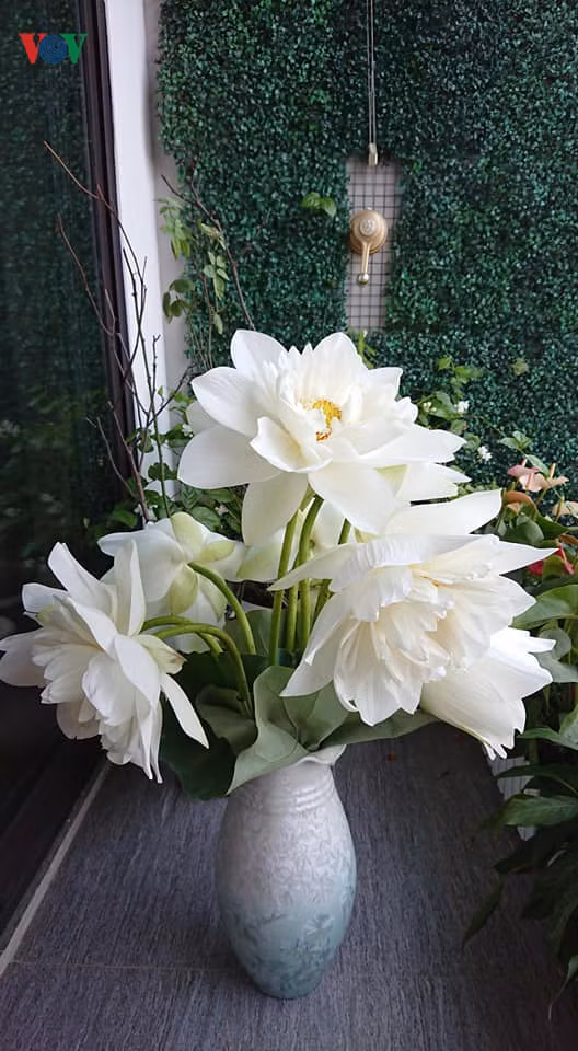 Học cách cắm hoa sen đơn giản mà tinh tế