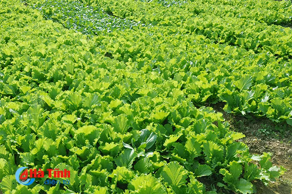 xanh muot nhung vuon rau cua me