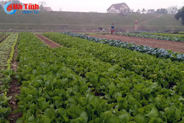 duc tho san xuat rau an toan phuc vu thi truong tet