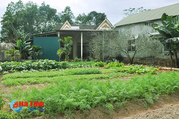 xanh muot nhung vuon rau cua me