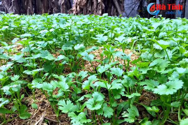 xanh muot nhung vuon rau cua me