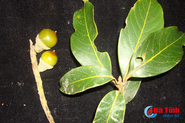 phat hien loai thuc vat moi o vuon quoc gia vu quang