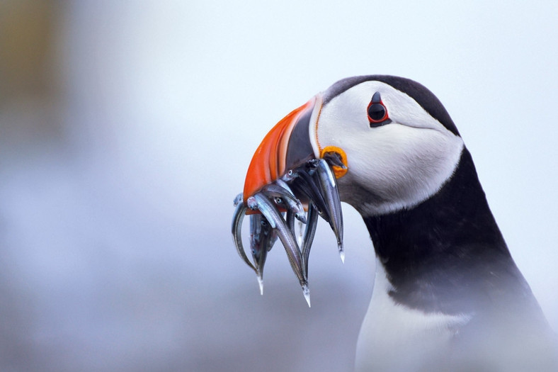 Ảnh thiên nhiên đẹp ngỡ ngàng ảnh 12 anh thien nhien dep ngo ngang