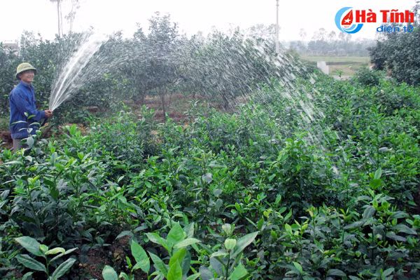 che tang gia nong dan phan khoi cho ban tet