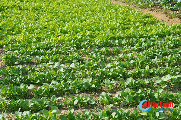 xanh muot nhung vuon rau cua me