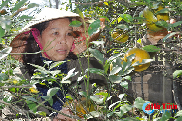 xanh muot nhung vuon rau cua me