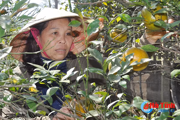 xanh muot nhung vuon rau cua me