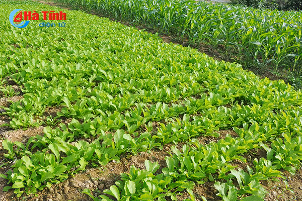 xanh muot nhung vuon rau cua me