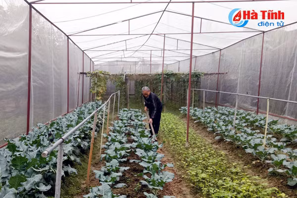 duc tho san xuat rau an toan phuc vu thi truong tet