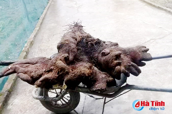 dao duoc khoai vac khung cu ong 90 tuoi dinh nau che dai ca lang