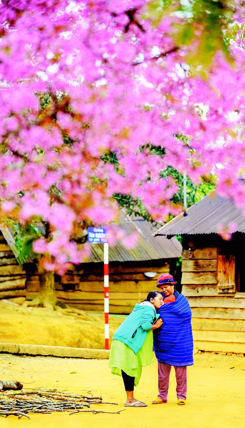 Ai lên xứ hoa đào đừng quên bước lần theo đường hoa ảnh 4 ai len xu hoa dao dung quen buoc lan theo duong hoa