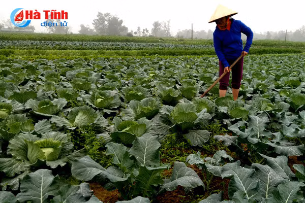 duc tho san xuat rau an toan phuc vu thi truong tet