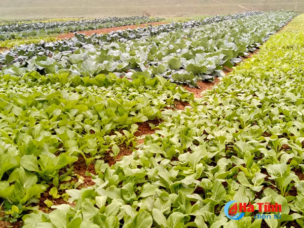 duc tho san xuat rau an toan phuc vu thi truong tet