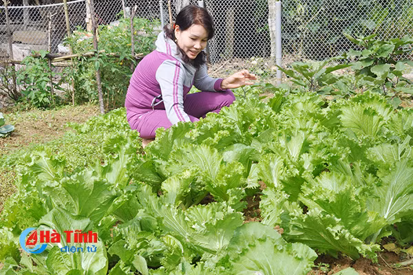 xanh muot nhung vuon rau cua me