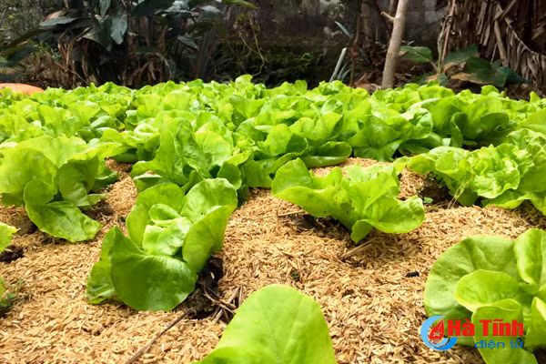 xanh muot nhung vuon rau cua me