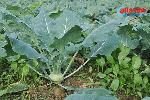 xanh muot nhung vuon rau cua me