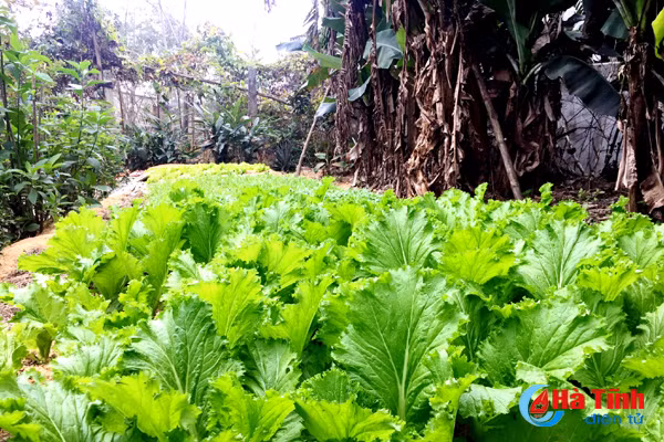 xanh muot nhung vuon rau cua me