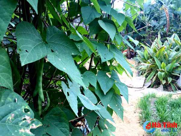 xanh muot nhung vuon rau cua me