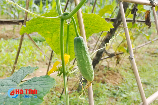 xanh muot nhung vuon rau cua me