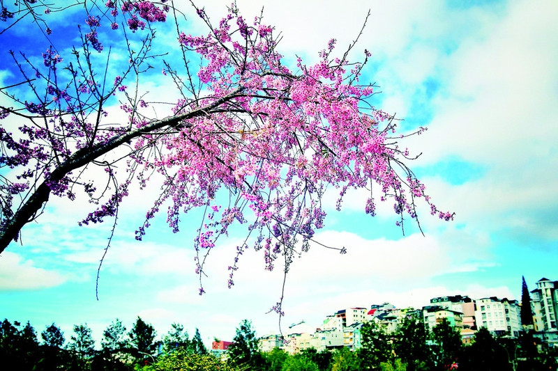 ai len xu hoa dao dung quen buoc lan theo duong hoa