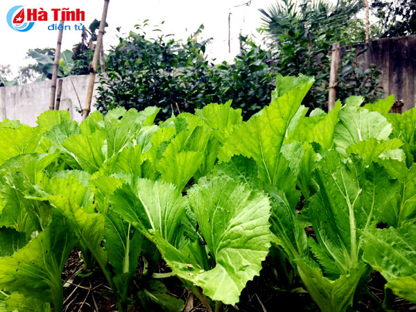 xanh muot nhung vuon rau cua me