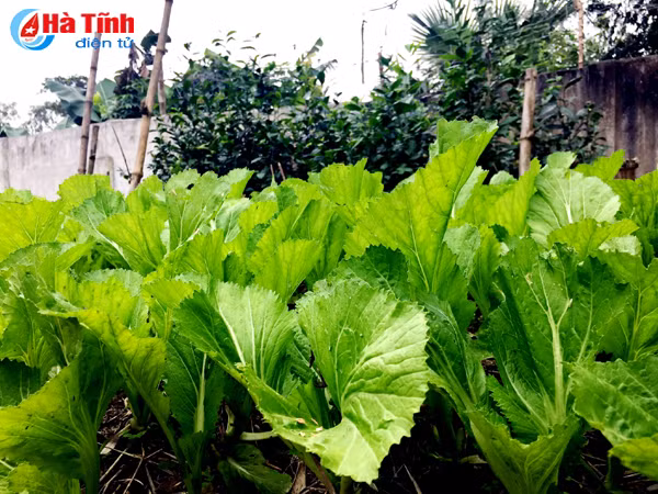 xanh muot nhung vuon rau cua me