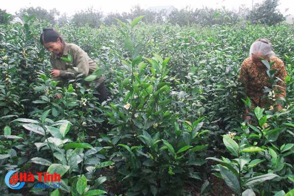 che tang gia nong dan phan khoi cho ban tet