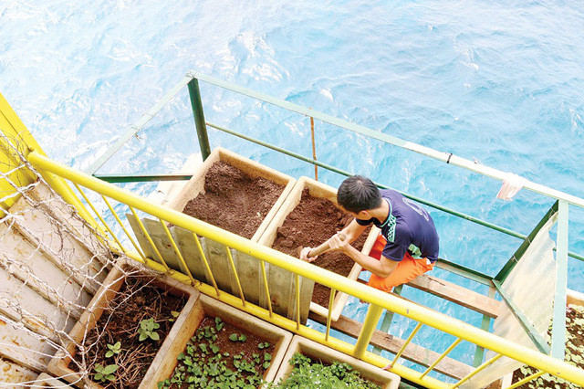 gay lai vuon rau nha gian dk1