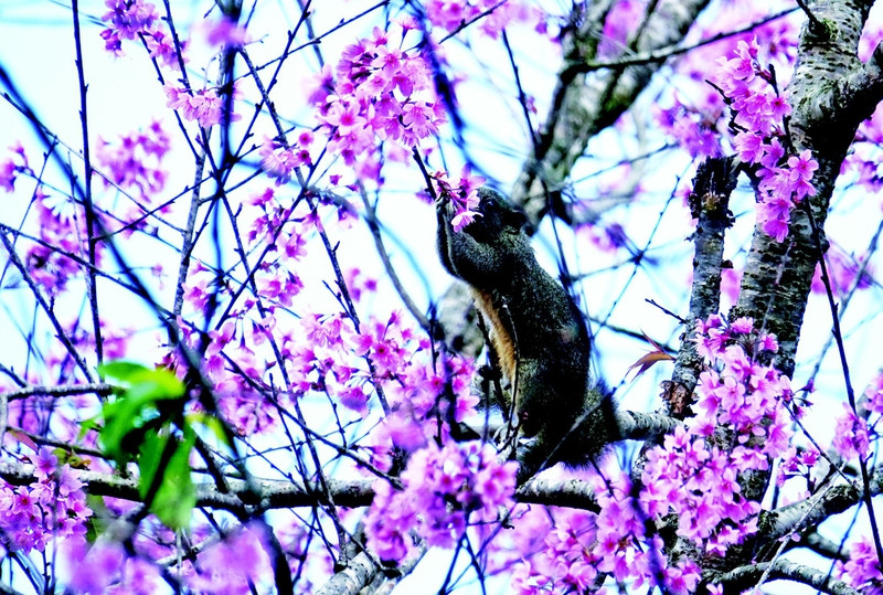 ai len xu hoa dao dung quen buoc lan theo duong hoa