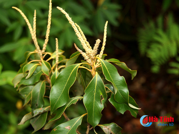 phat hien loai thuc vat moi o vuon quoc gia vu quang