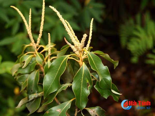 phat hien loai thuc vat moi o vuon quoc gia vu quang