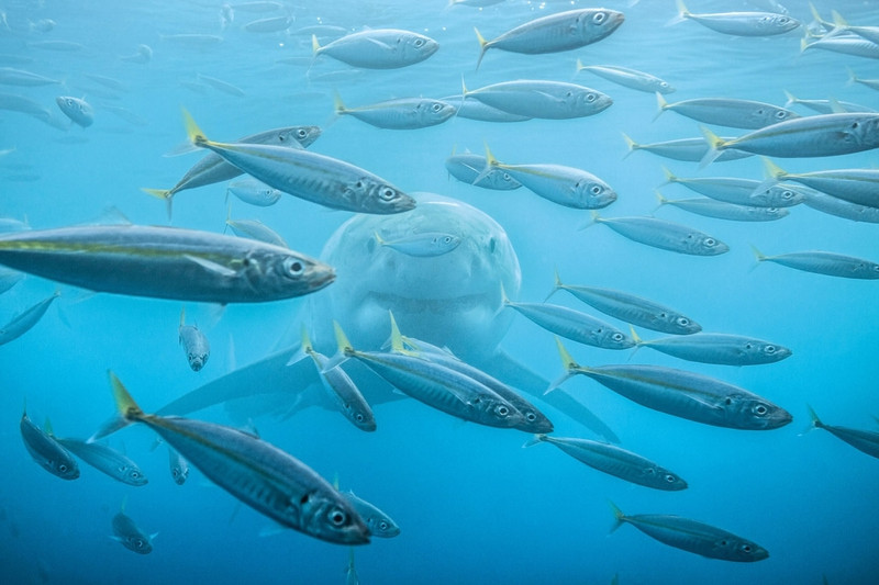 Ảnh thiên nhiên đẹp ngỡ ngàng ảnh 7 anh thien nhien dep ngo ngang