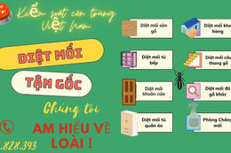 Dịch vụ diệt mối tận gốc an toàn và hiệu quả từ Công ty Kiểm soát côn trùng Việt Nam