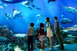 Du lịch Thái Lan: Khám phá SEA LIFE Bangkok - thủy cung vạn người mê